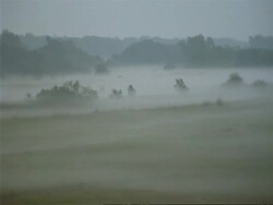 WA Pan right across Misty Mangrove forest, Sunderbans, India Stock Footage