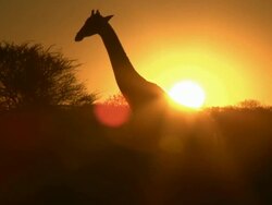 Giraffe shilouette in sunset Stock Footage