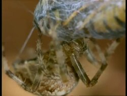 Garden Spider (Araneus) biting wasp, England Stock Footage