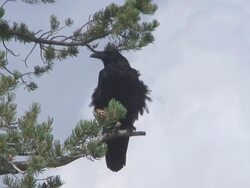 Raven's Reply Stock Footage