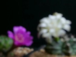 Cactus flowers blooming timelapse Stock Footage