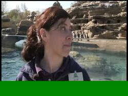 Seattle's Woodland Park Zoo will open a new penguin exhibit in early May. In this video essay, AP Photographer Ted Warren introduces us to the penguins and their new habitat for the first time. News Clip