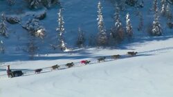 A Yukon Quest dogsled team races uphill in the Canada wilderness. Stock Footage
