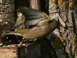 MS SLO MO European Greenfinch (carduelis chloris) fighting near trough / Vieux Pont, Normandy, France  Stock Footage