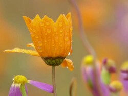 MS View of Partially opened orange daisy covered with dew droplets and surrounded by sambreeltjies / Namaqualand, Northern Cape, South Africa Stock Footage