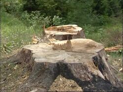 Ahead of G8 climate talks, clean-up efforts in one of Europe's most polluted cities News Clip