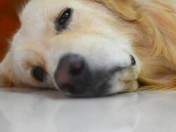 Sleepy Golden Retriever Dog Stock Footage