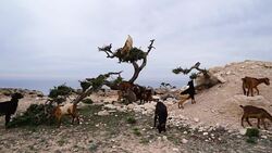Morocco goats in an argan tree eating the argan nuts Stock Footage