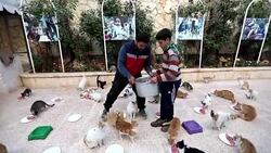 CLEAN : In war torn Syria cat man starts rare animal clinic News Clip