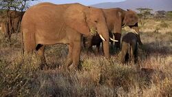 Elephants in Safari at Wild Stock Footage