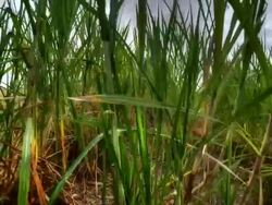 Sugarcane field Stock Footage