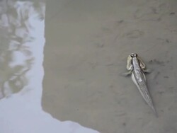 Mudskippers in the mangrove forest. Stock Footage