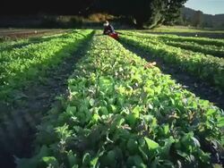 MS POV Woman harvesting lettuce on organic farm / Langlois, Oregon, United States Stock Footage