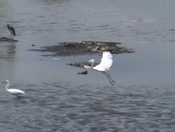 Snowy Egret Defending His Territory Stock Footage