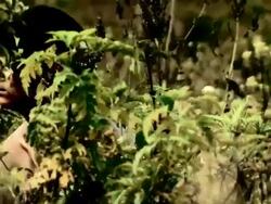 Scenic shots of Andes. Reenactment of Chachapoya natives hiding behind trees. Close-ups of Andean mummies Stock Footage