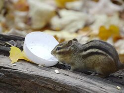 CU Eastern chipmunk (Tamius striatus) drinking water from nearly empty cup on log amidst autumn leaves / Valparaiso, Indiana, United States Stock Footage