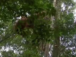 Orangutan swings through trees Stock Footage