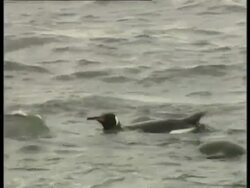 MS King Penguin, Aptenodytes patagonicus, floating on water, Antarctica Stock Footage
