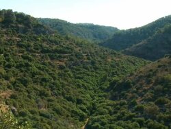 MS Shot of Mount carmel landscape with mediterranean forest / Carmel, Coast Israel, Color Stock Footage