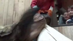 VOICED : Dragones de Komodo los nuevos del zoo News Clip