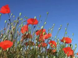 PAL: Poppies Stock Footage