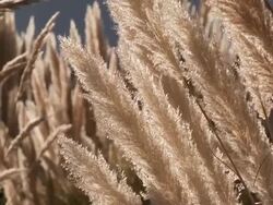 CU TU Shot of Pampas grass, Cortaderia selloana with sunlight / San Pedro de Atacama, Norte Grande, Chile Stock Footage