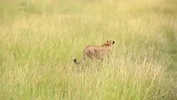 Cheetah watching for preying at wild Stock Footage