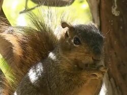 Chow Time! Stock Footage