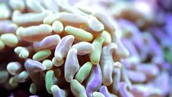 Hammer Coral Stock Footage