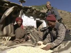 MS Local villagers trading salt for grain / Hurikot village, Low Himalayas, Dolpo, Nepal     Stock Footage