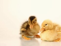 Two ducklings in studio - sleeping Stock Footage