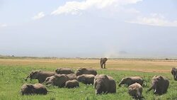 Elephants grazing at Amboseli Stock Footage
