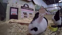 Rabbits at a farm park in Surrey News Clip