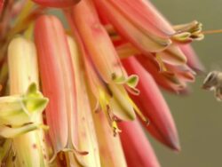 WS View of Single flower bee with full pollen sacs flying around open flowers of aloe plant / Namaqualand, Northern Cape, South Africa Stock Footage