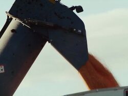 Close up auger dumps corn into a wagon. Stock Footage