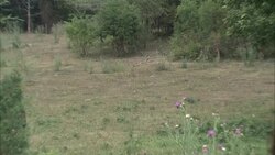 A Confederate cavalry regimen rides across a field during the Civil War. Stock Footage