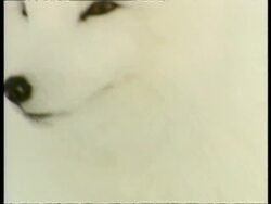 BCU tilting up from feet to face of White Arctic fox, Arctic circle Stock Footage