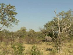 WS View of elephant standing and grazing on dried grass / Okavango Delta, North-West District, Botswana Stock Footage