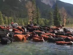 Cowboys herding cattle across river Stock Footage