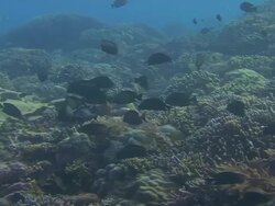 Fish Spawning Stock Footage