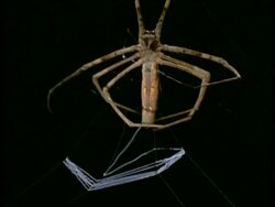 Net-casting Spider (Dinopis) - MS making silk net, Australia Stock Footage