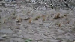 Raining on the dirt floor in Rainy Season Stock Footage