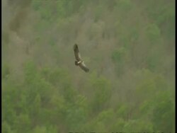 Indian Vulture (Gyps indicus) gliding over forest, Bandhavgarh National Park, India Stock Footage