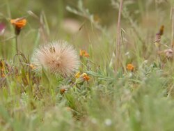MS Shot of Feathered pink blossomed wild flower growing close to ground and surrounded by orange daisies / Namaqualand, Northern Cape, South Africa Stock Footage
