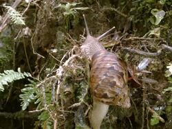 Time-lapse of a snail crawling on the rainforest floor Stock Footage