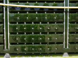 microalgae Stock Footage