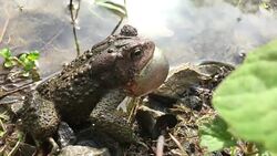 Frog Mating Call Stock Footage