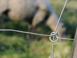 Sneaky Sheep Stock Footage