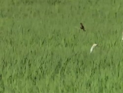 MS Egrets walking through rice paddy / Guanacaste, Costa Rica Stock Footage