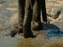 CU Elephant's feet walking through rocky riverbed, away from camera Stock Footage